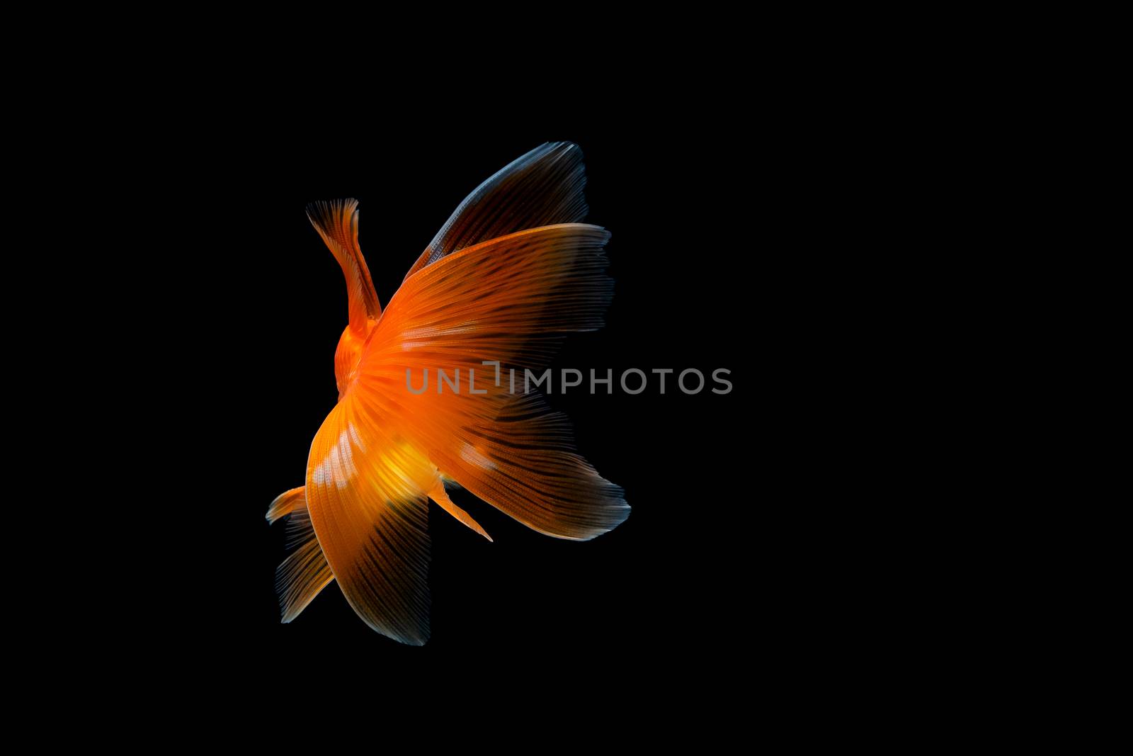 goldfish isolated on a dark black background