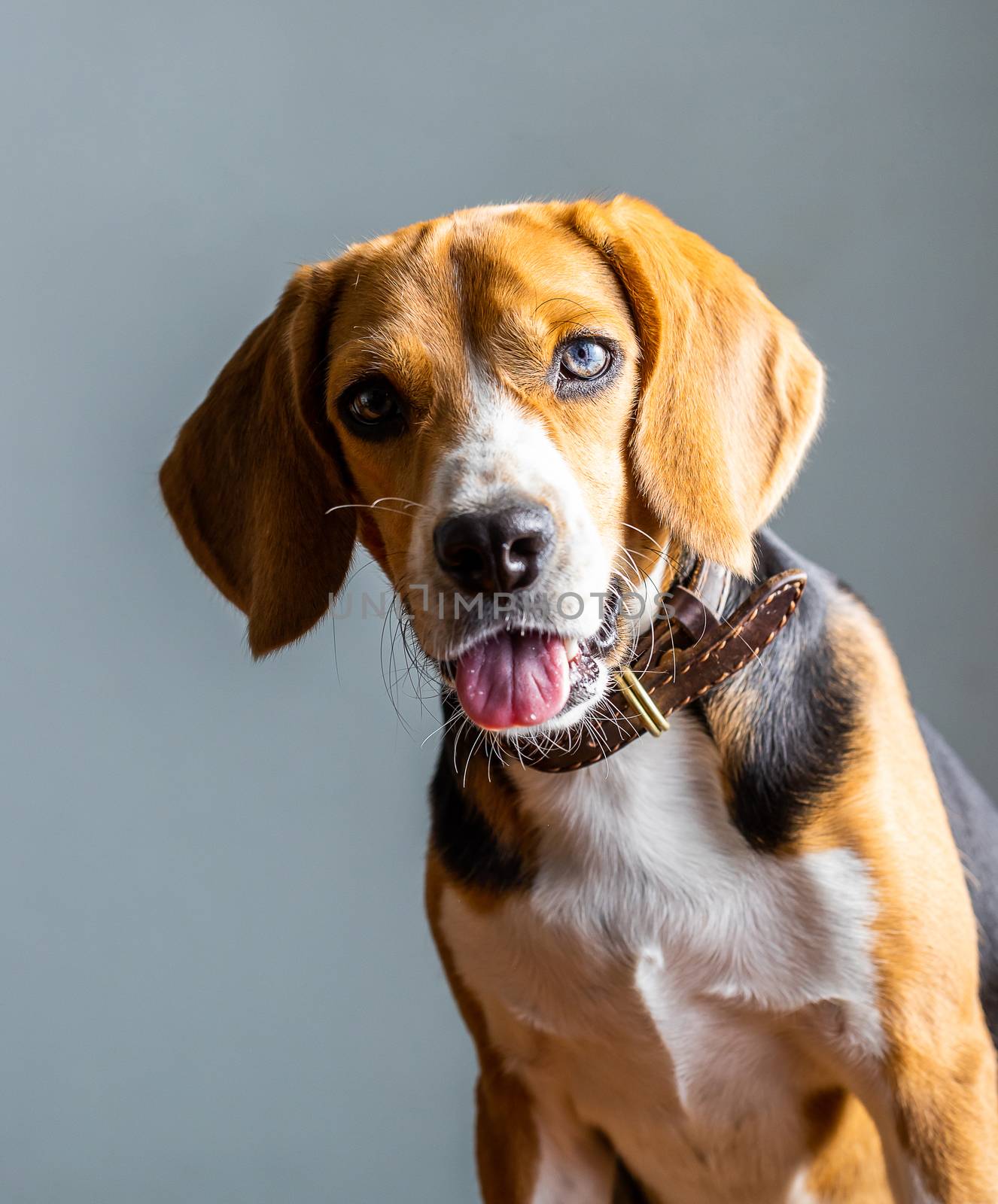 beautiful beagle dog isolated on white