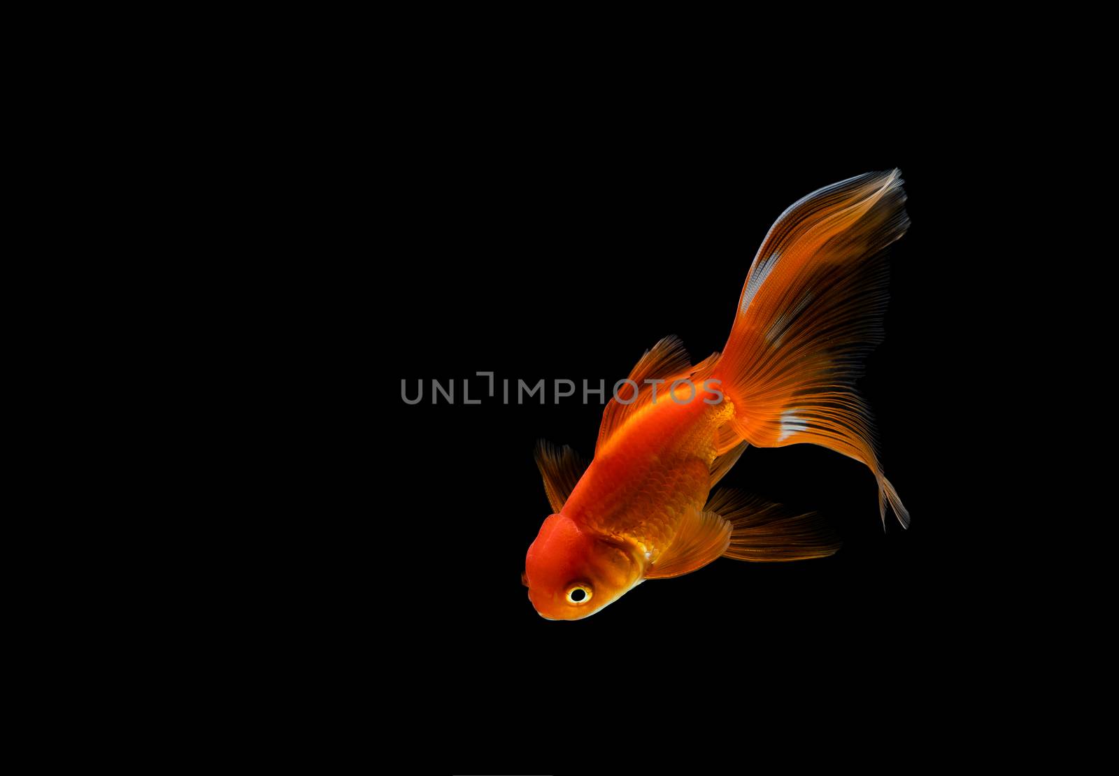 goldfish isolated on a dark black background