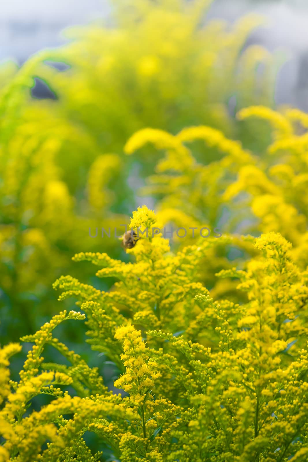 Beautiful yellow goldenrod flowers and bee. by Grisha