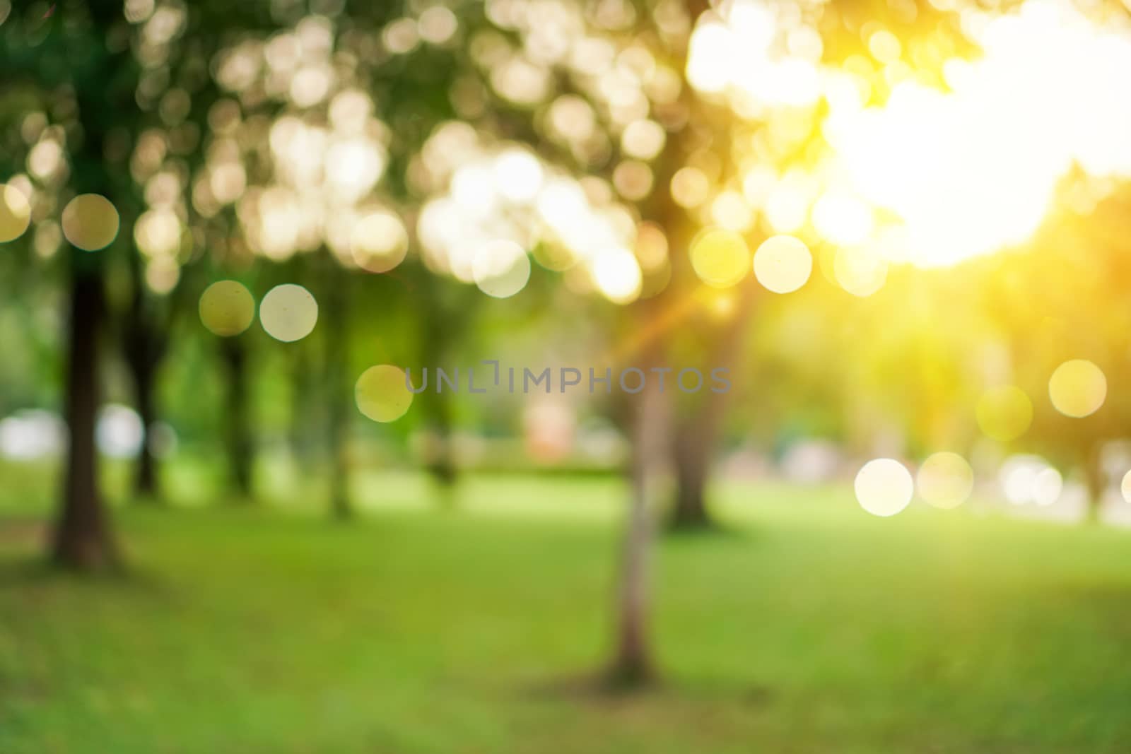 Blur nature bokeh green park by beach and tropical coconut trees in sunset time.