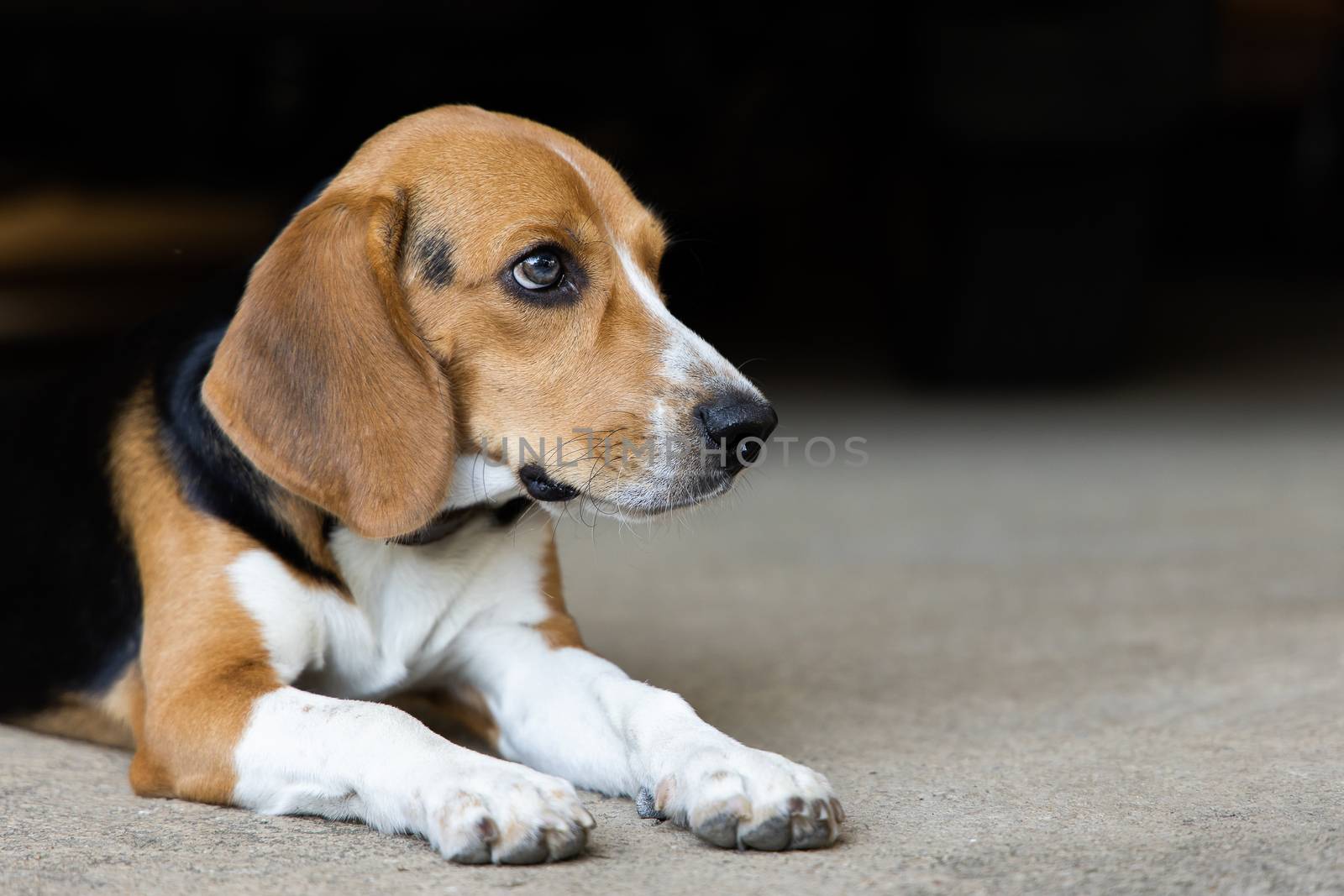 Puppy dog ripping ball apart Beagle dog purebred by freedomnaruk