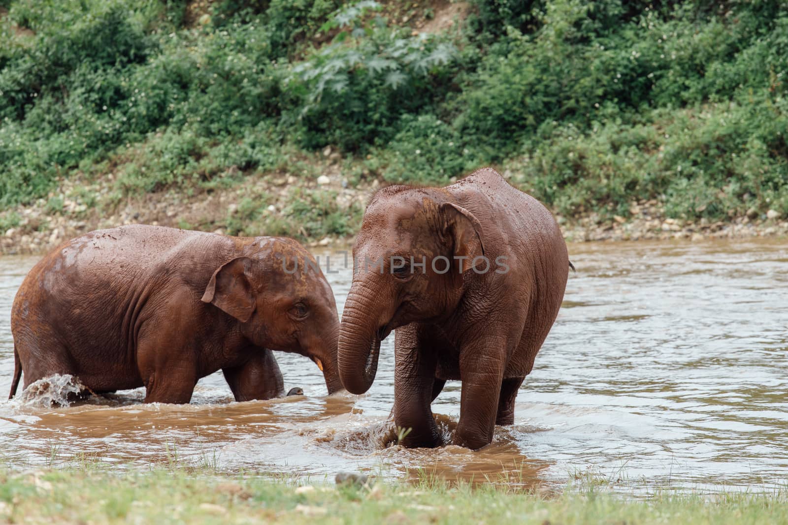 Asian Elephant in a nature at deep forest in Thailand by freedomnaruk