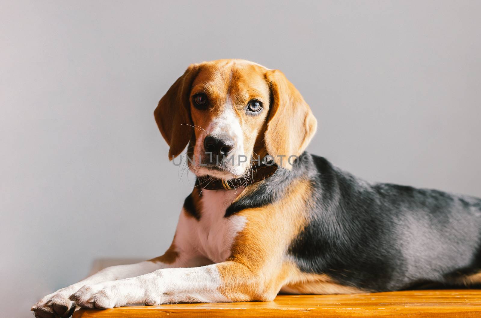 beautiful beagle dog isolated on white by freedomnaruk