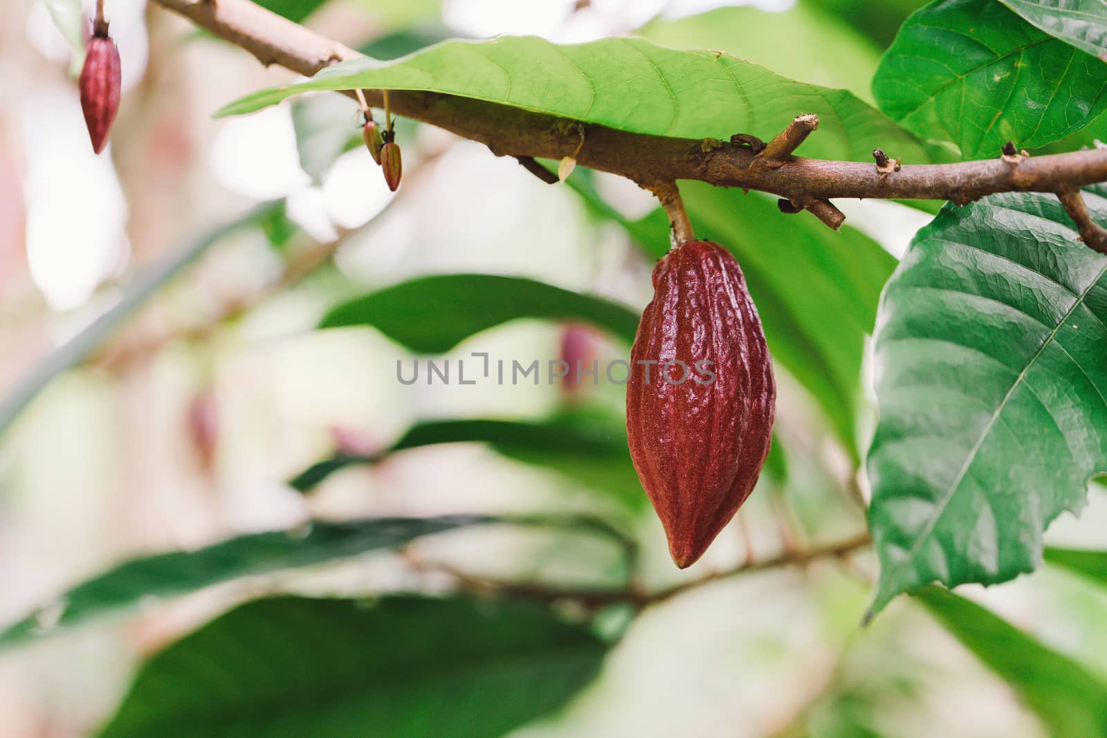 Cacao Tree (Theobroma cacao). Organic cocoa fruit pods in nature by freedomnaruk