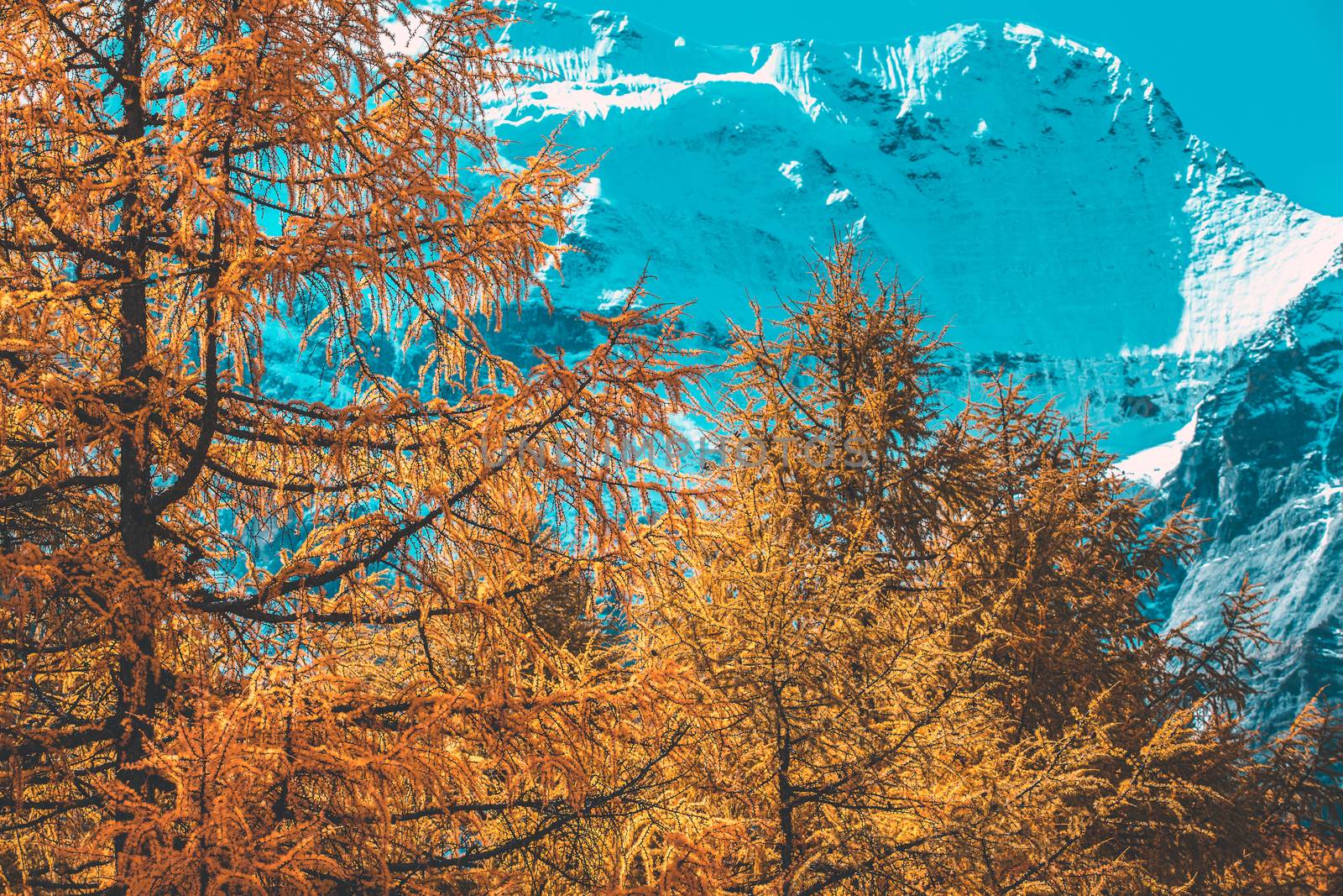 Colorful in autumn forest and snow mountain at Yading nature res by freedomnaruk