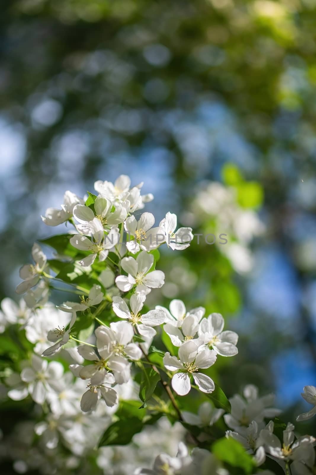Branch of a blossoming apple tree in white flowers against the sky
