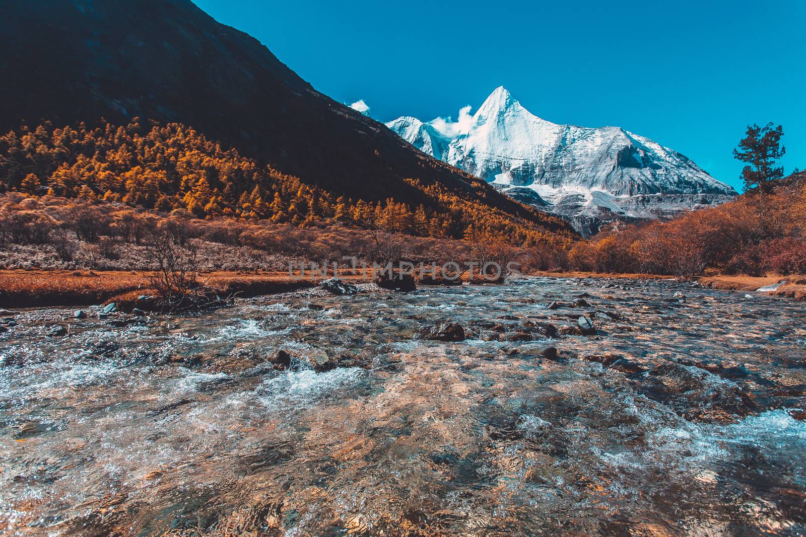 Colorful in autumn forest and snow mountain at Yading nature reserve, The last Shangri la