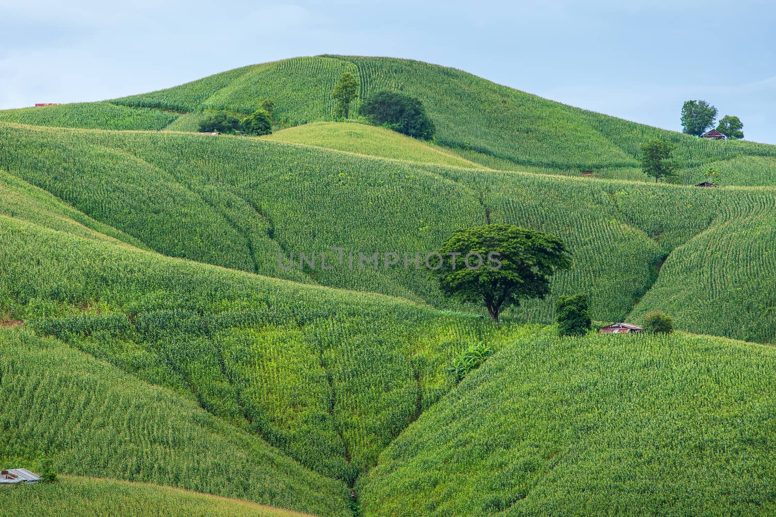 Corn field on a beautiful sunny day