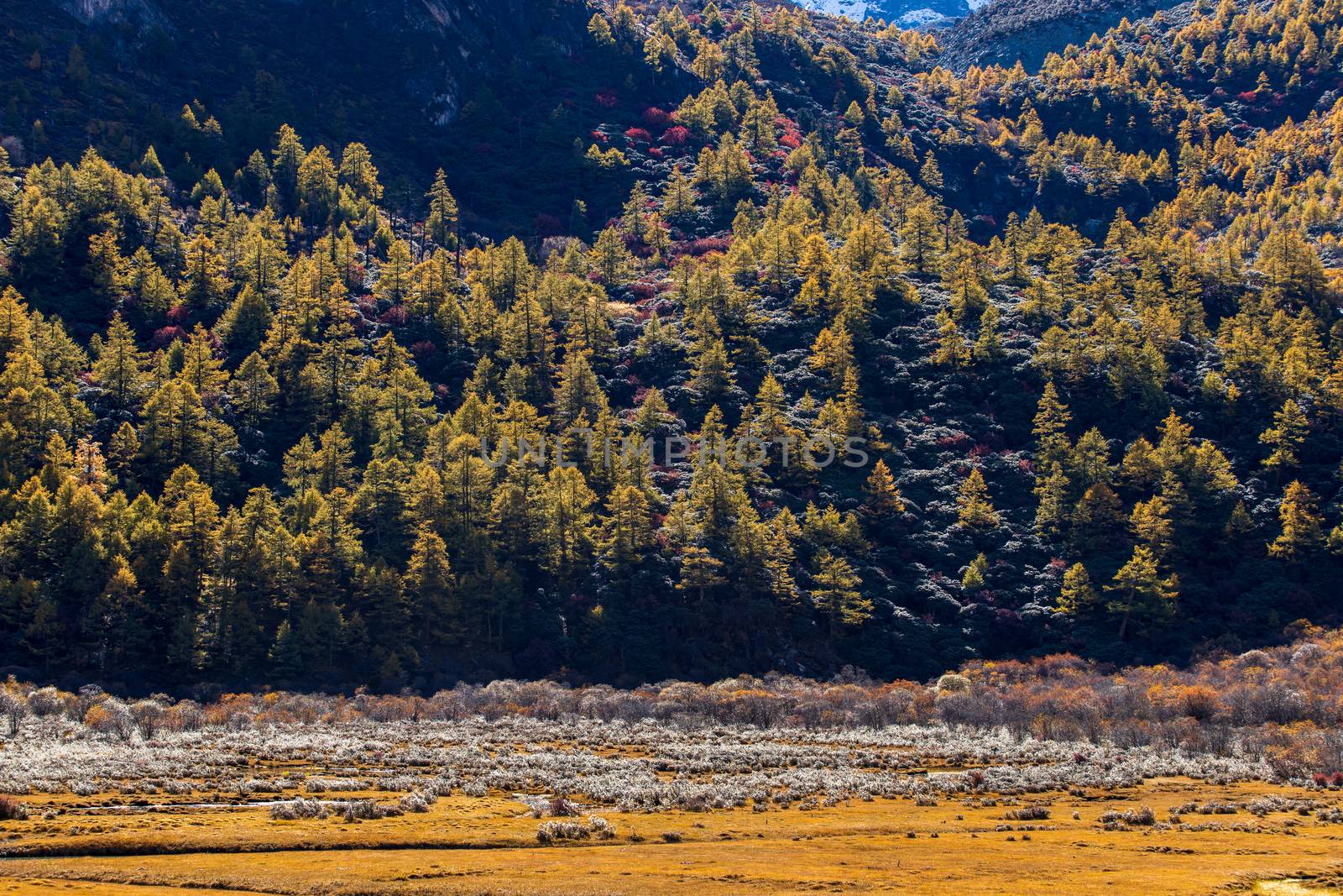 Colorful in autumn forest and snow mountain at Yading nature res by freedomnaruk