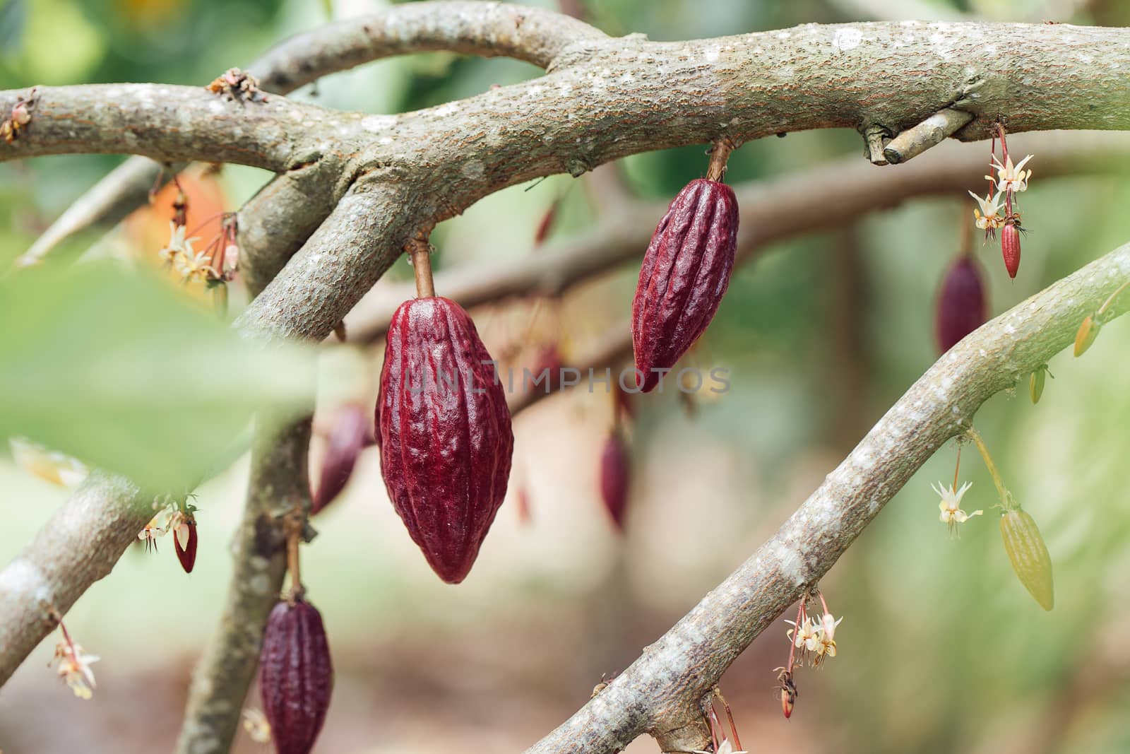 Cacao Tree (Theobroma cacao). Organic cocoa fruit pods in nature.