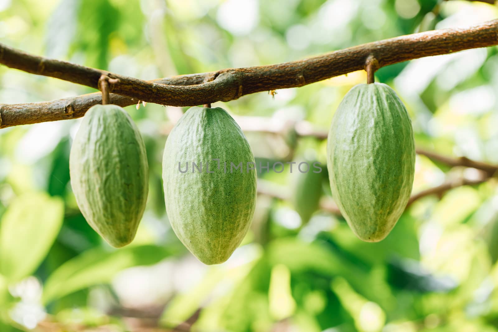 Cacao Tree (Theobroma cacao). Organic cocoa fruit pods in nature by freedomnaruk