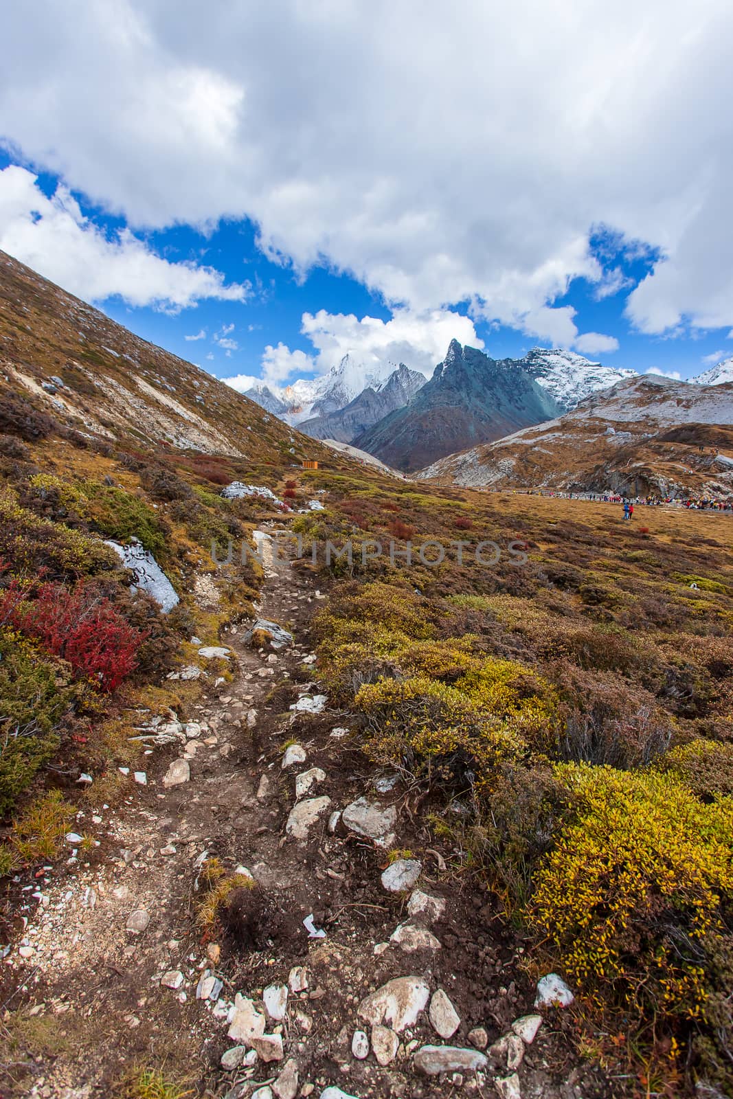 Colorful in autumn forest and snow mountain at Yading nature res by freedomnaruk