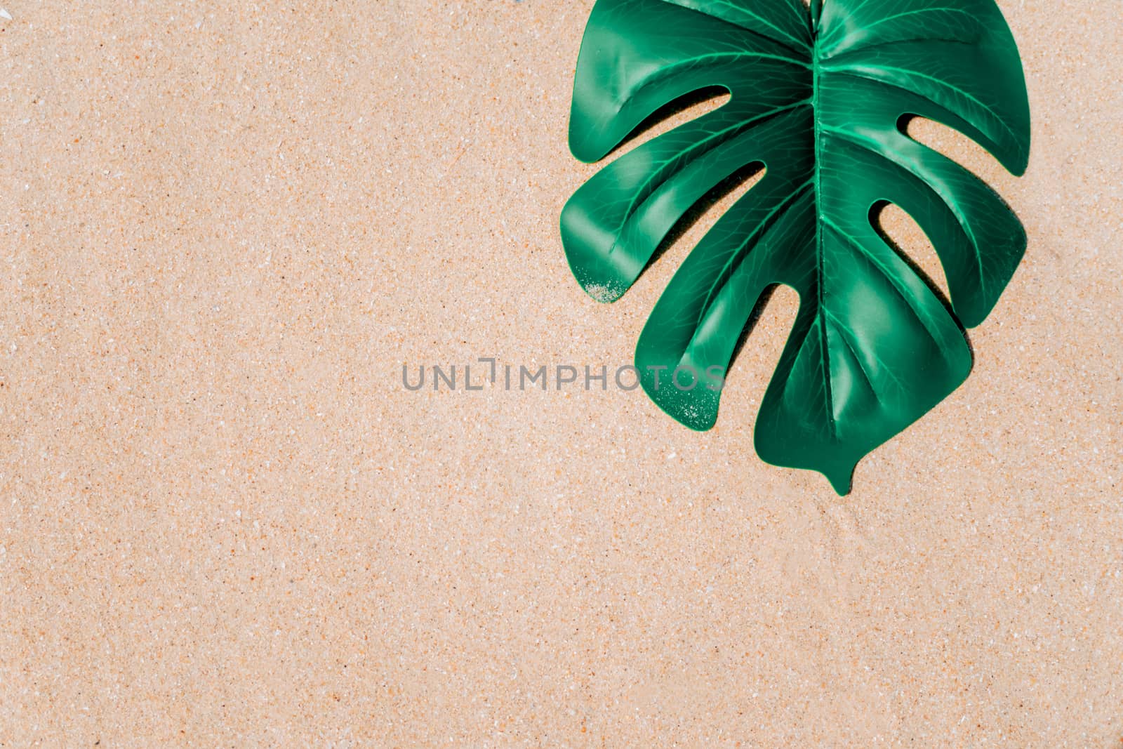 Tropical monstera leaf on sand texture background summer beach concept.