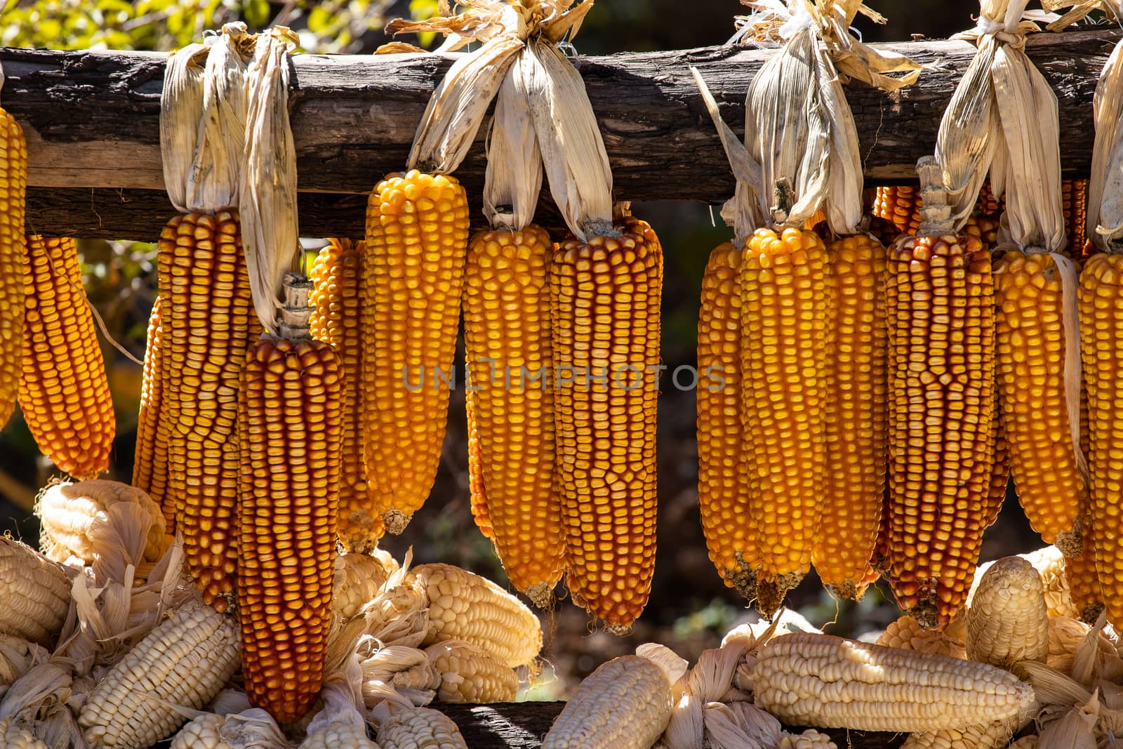 Ripe dried corn cobs hanging on the old wooden  by freedomnaruk