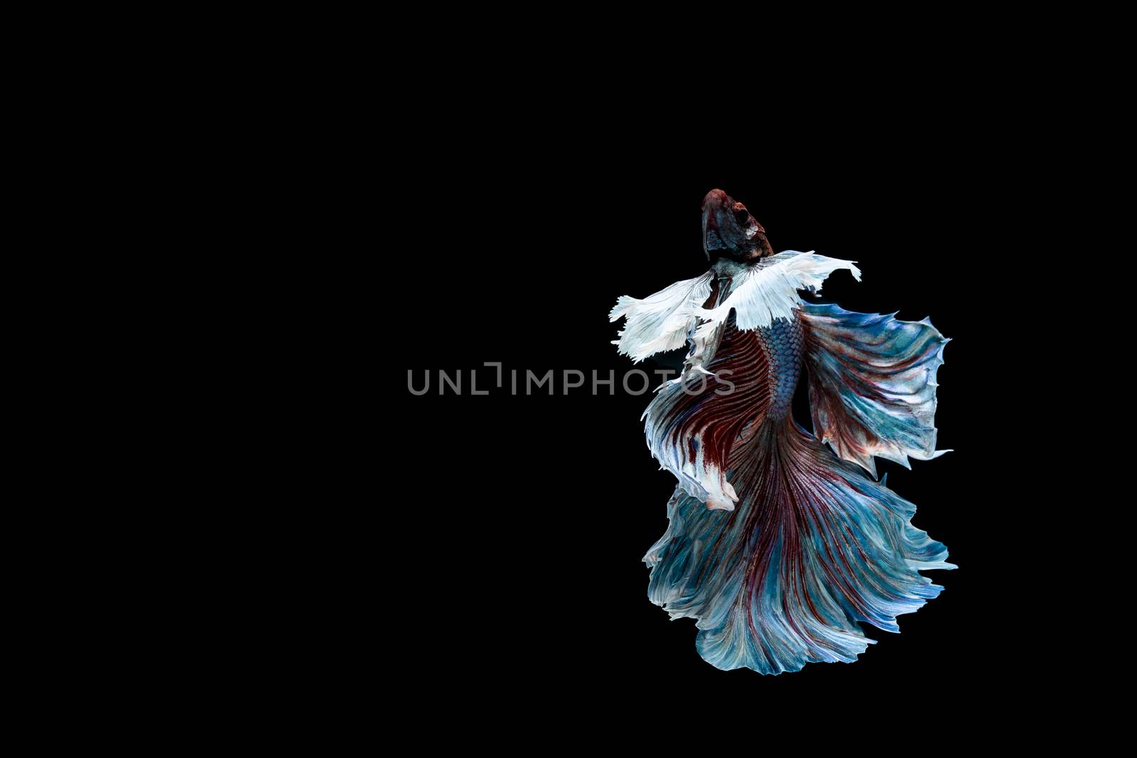 Betta fish, siamese fighting fish, betta splendens isolated on black background