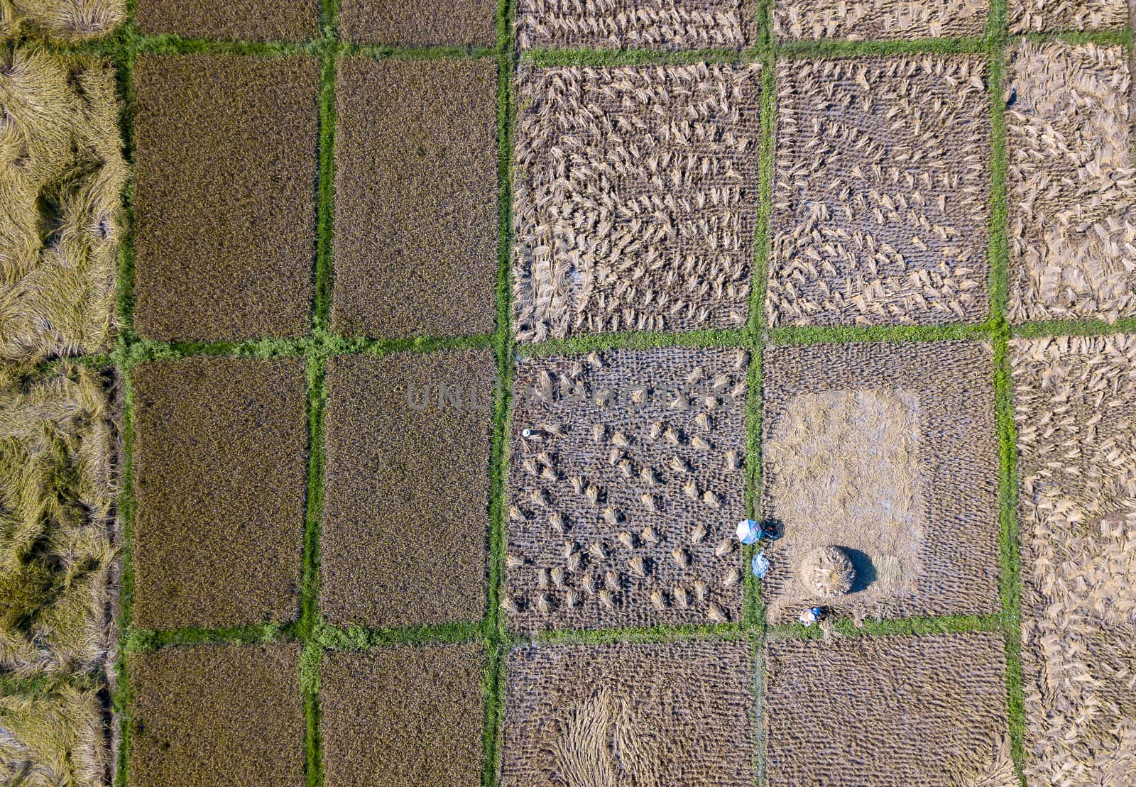 Female farmer using digital tablet computer in green wheat field by freedomnaruk