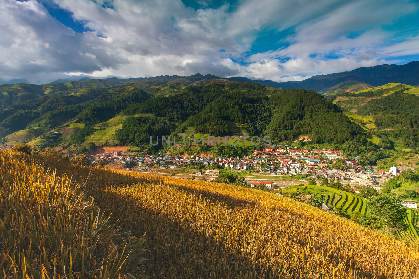 Green Rice fields on Terraced in Muchangchai, Vietnam Rice fields prepare the harvest at Northwest