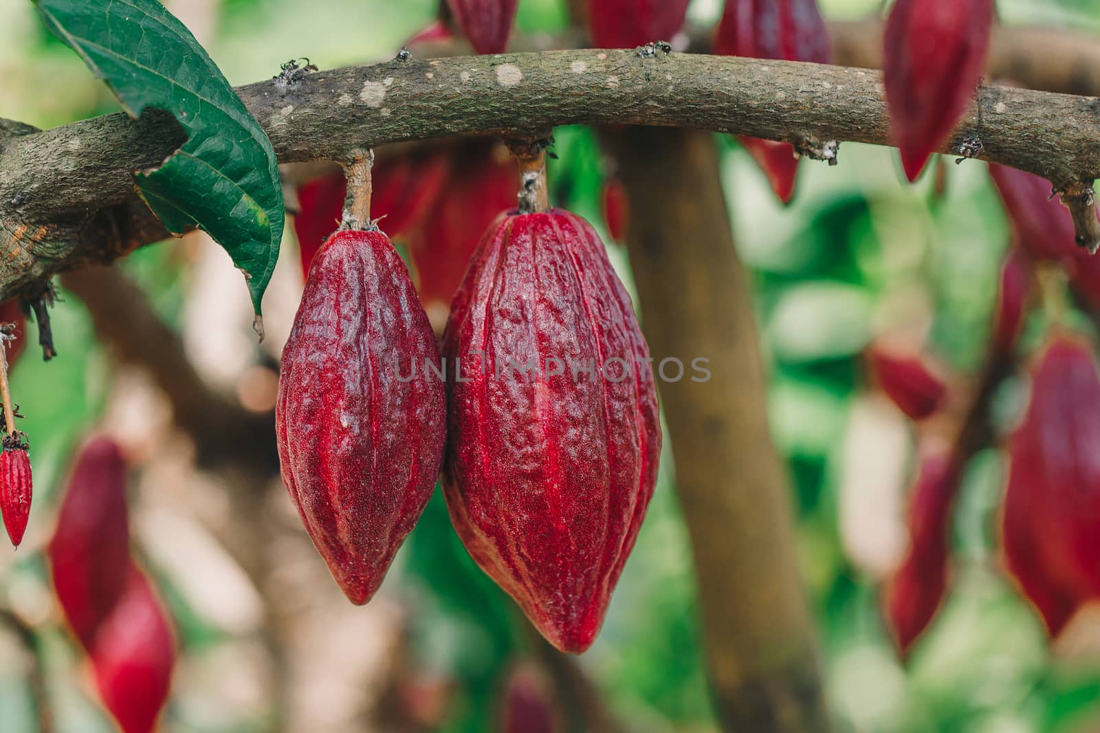Cacao Tree (Theobroma cacao). Organic cocoa fruit pods in nature.