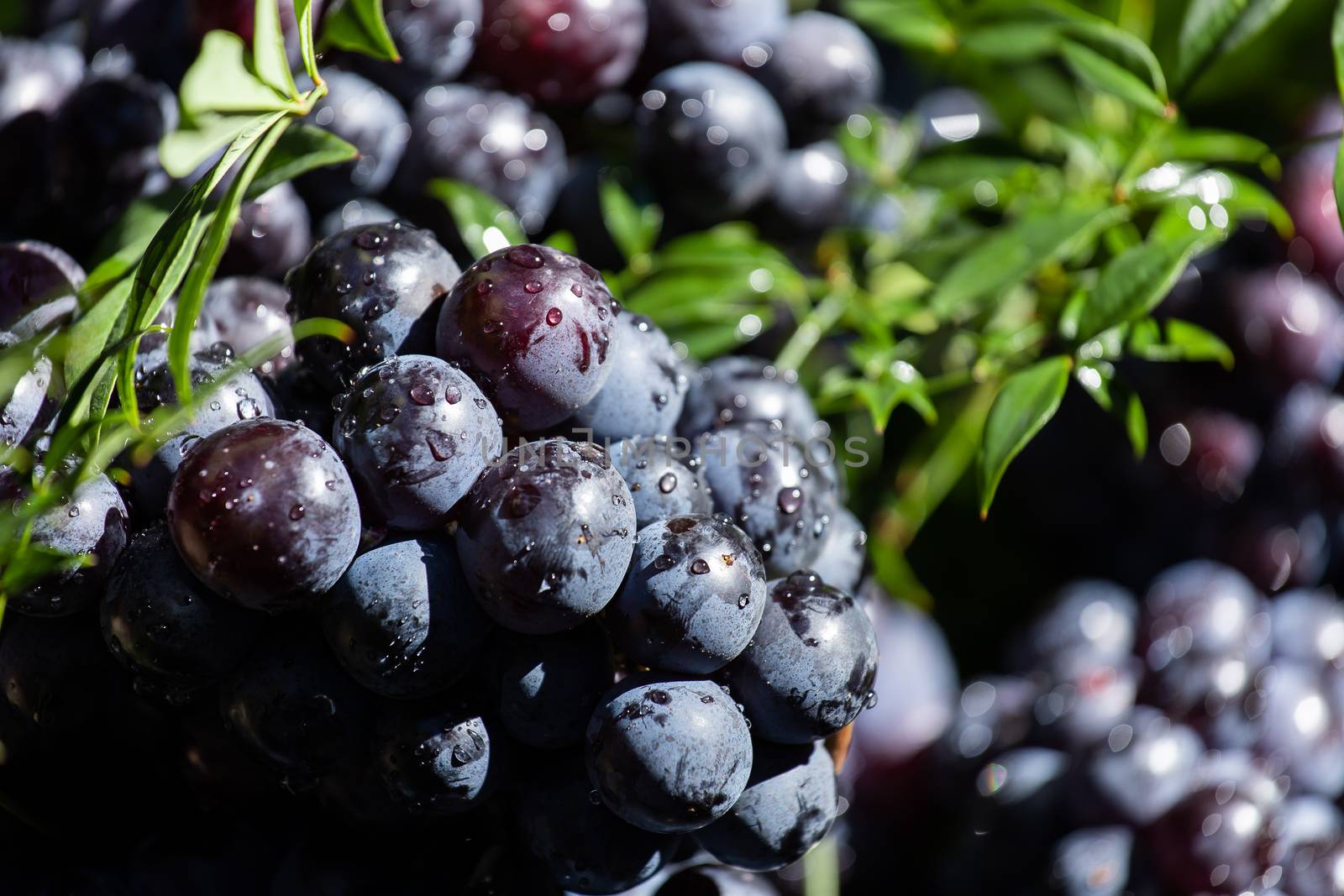 Dark grapes in a basket. Grape harvesting. Red wine grapes