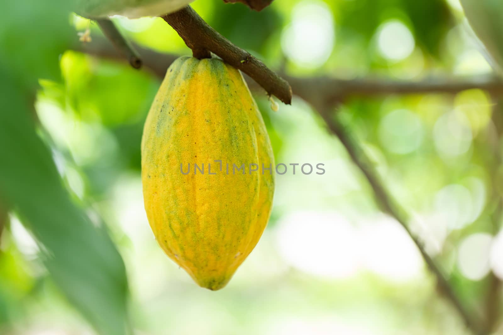 Cacao Tree (Theobroma cacao). Organic cocoa fruit pods in nature.