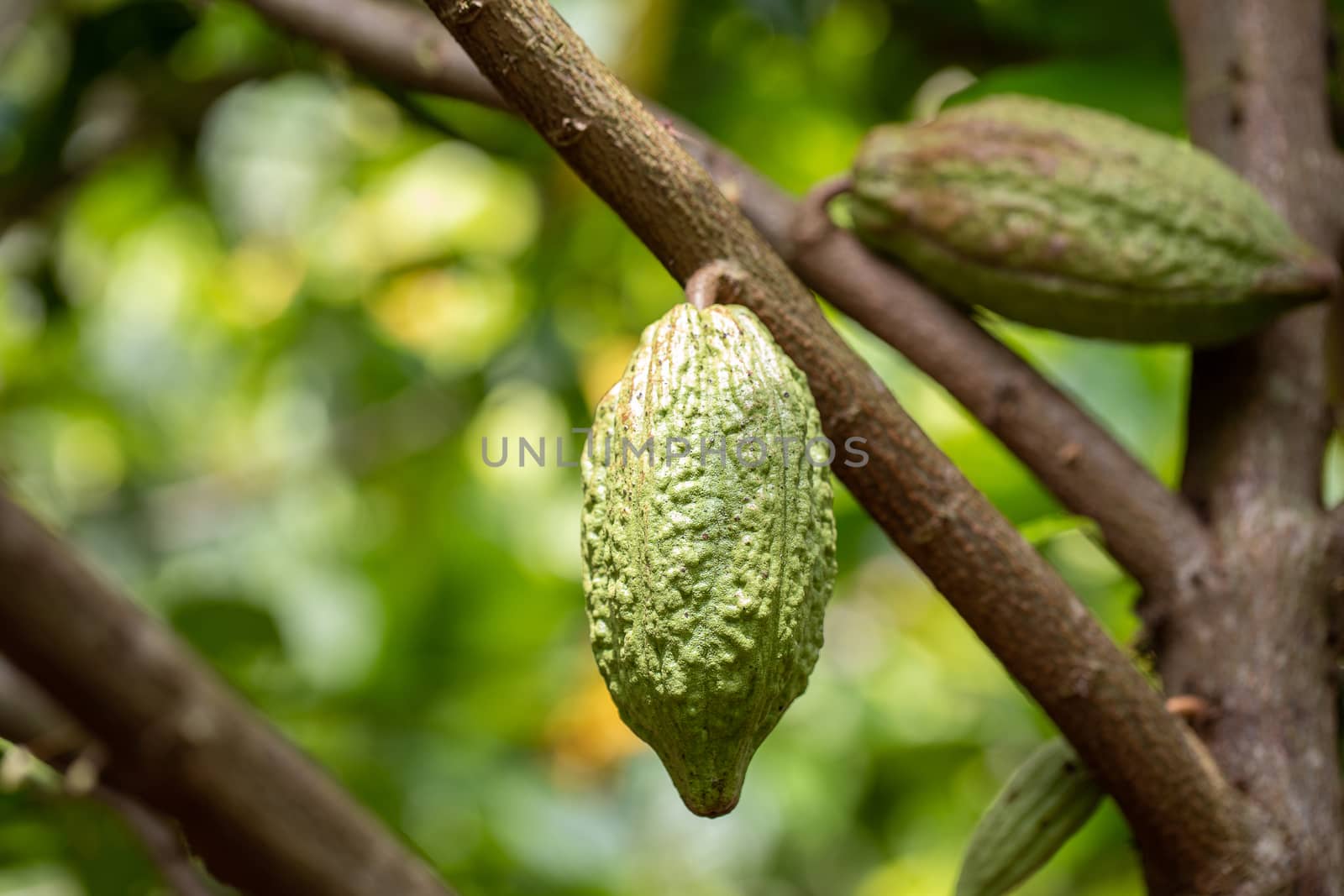 Cacao Tree (Theobroma cacao). Organic cocoa fruit pods in nature by freedomnaruk