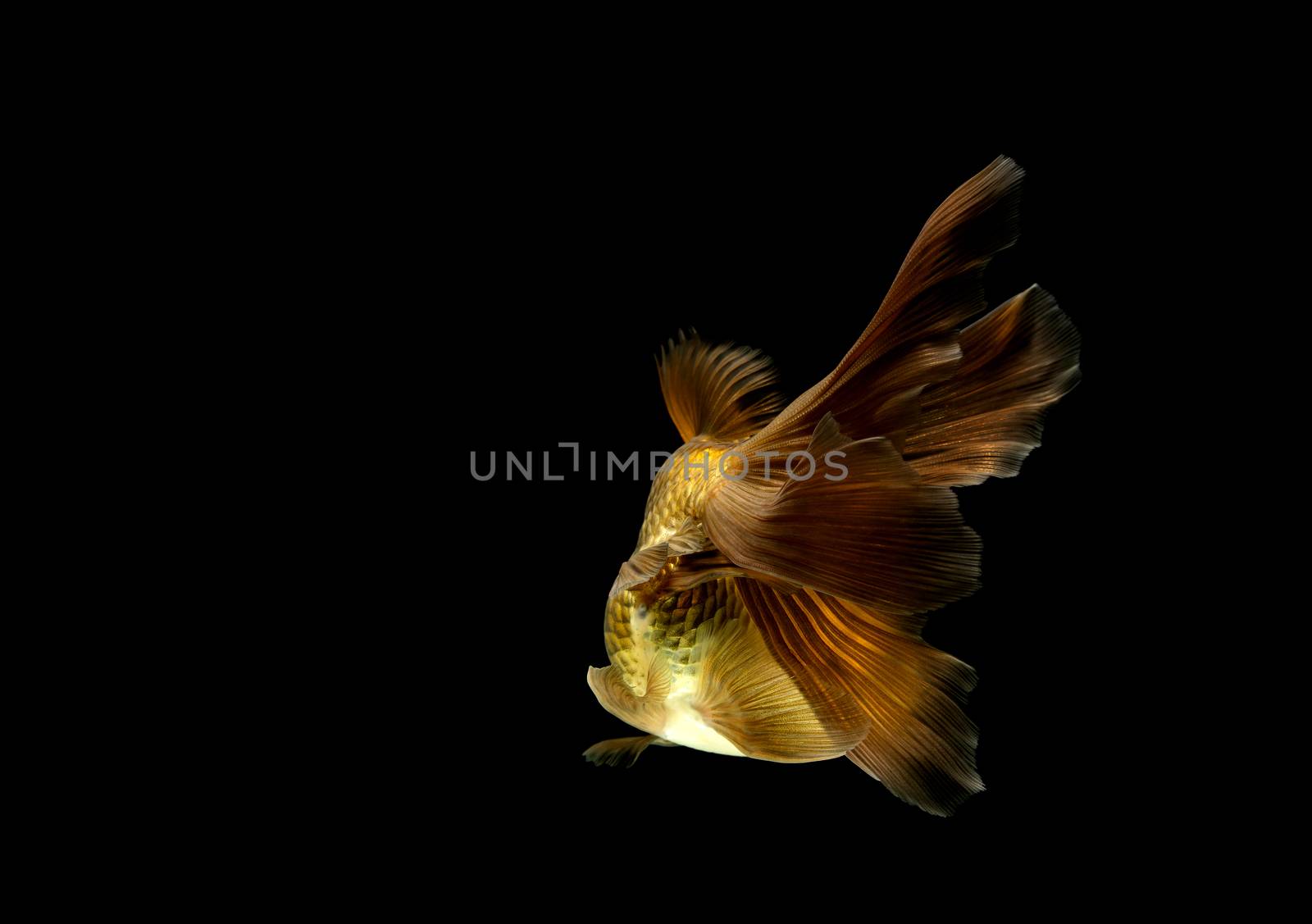 goldfish isolated on a dark black background