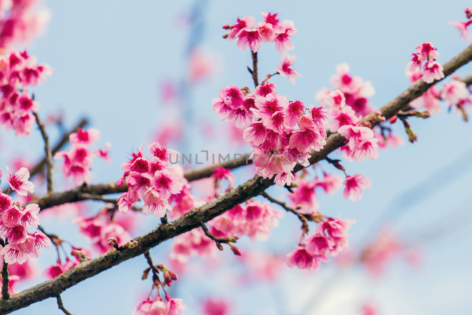 Cherry Blossom and Sakura wallpaper