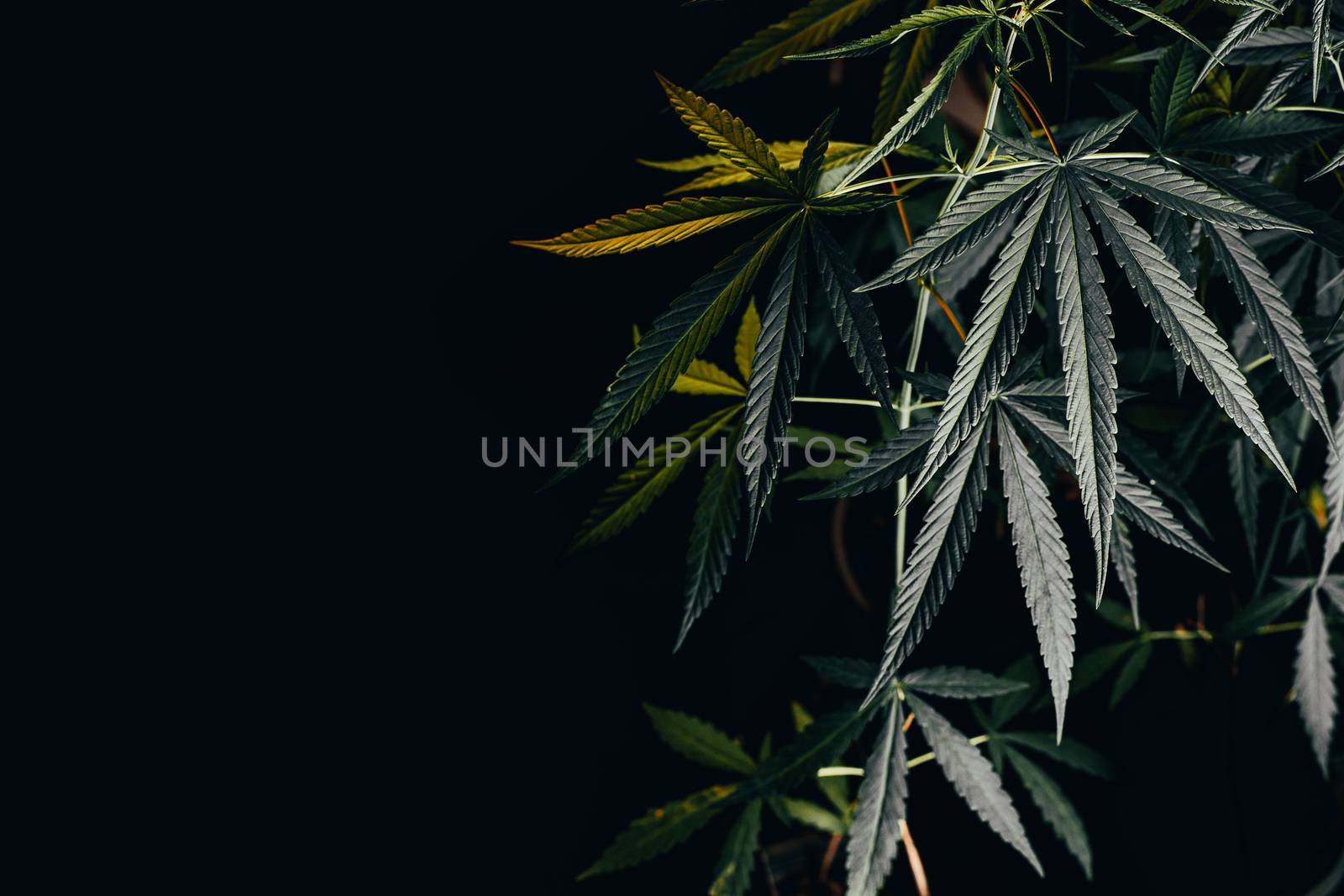 cannabis on a Black background