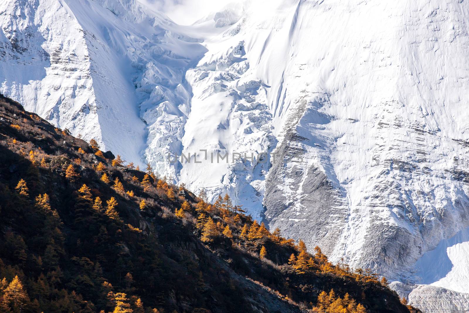 Colorful in autumn forest and snow mountain at Yading nature reserve, The last Shangri la