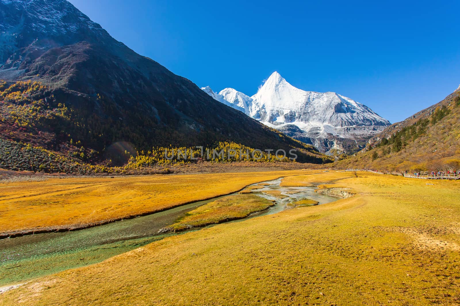 Colorful in autumn forest and snow mountain at Yading nature res by freedomnaruk