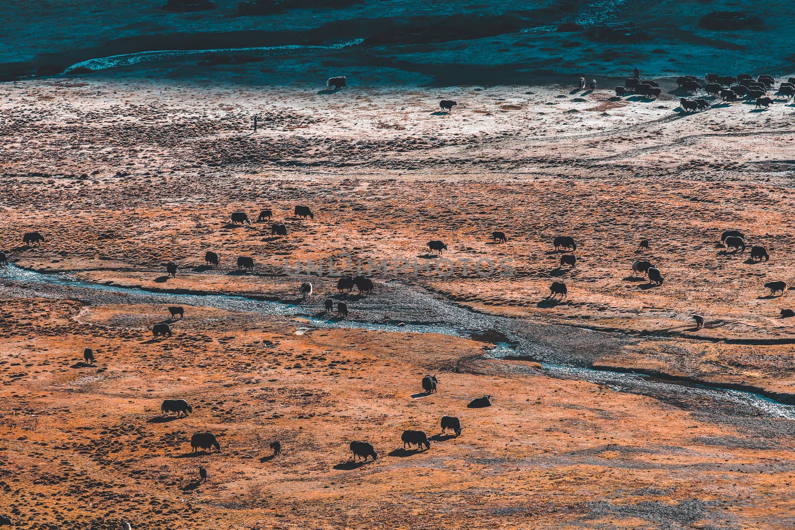 Black yaks graze high in the mountains. by freedomnaruk