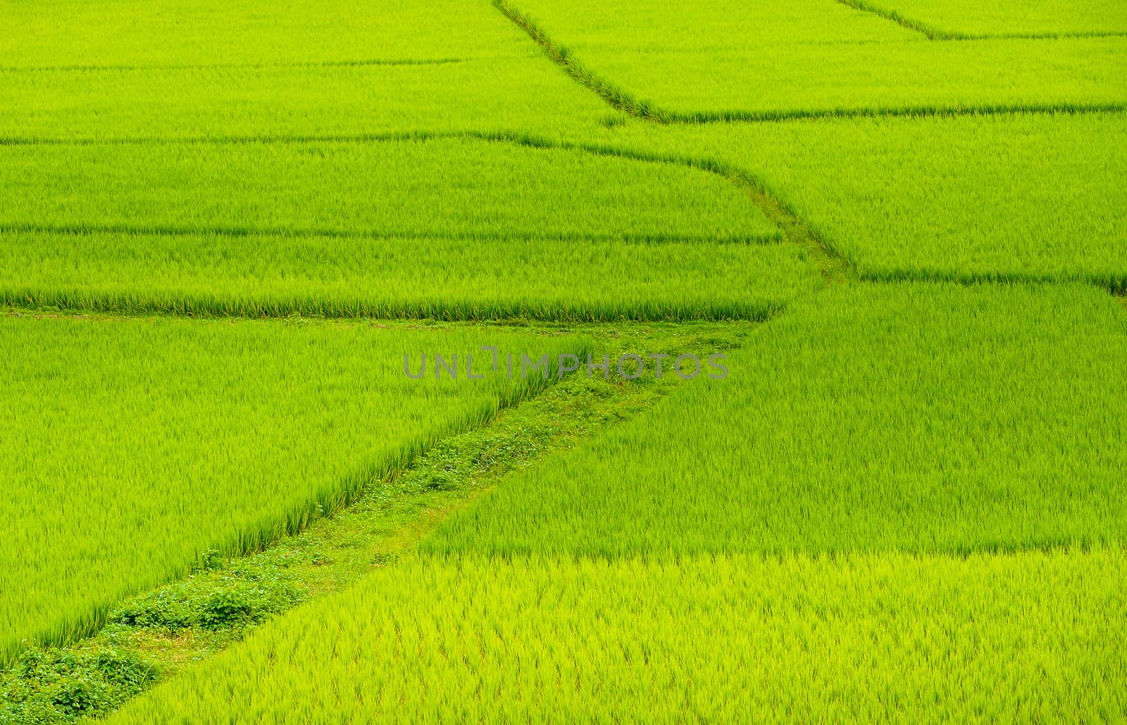 Beautiful Green Terraced Rice Field