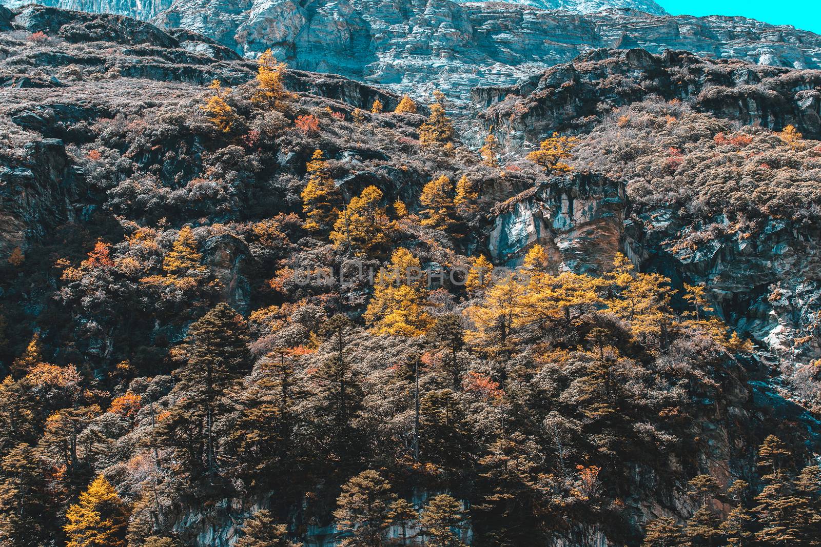 Colorful in autumn forest and snow mountain at Yading nature res by freedomnaruk