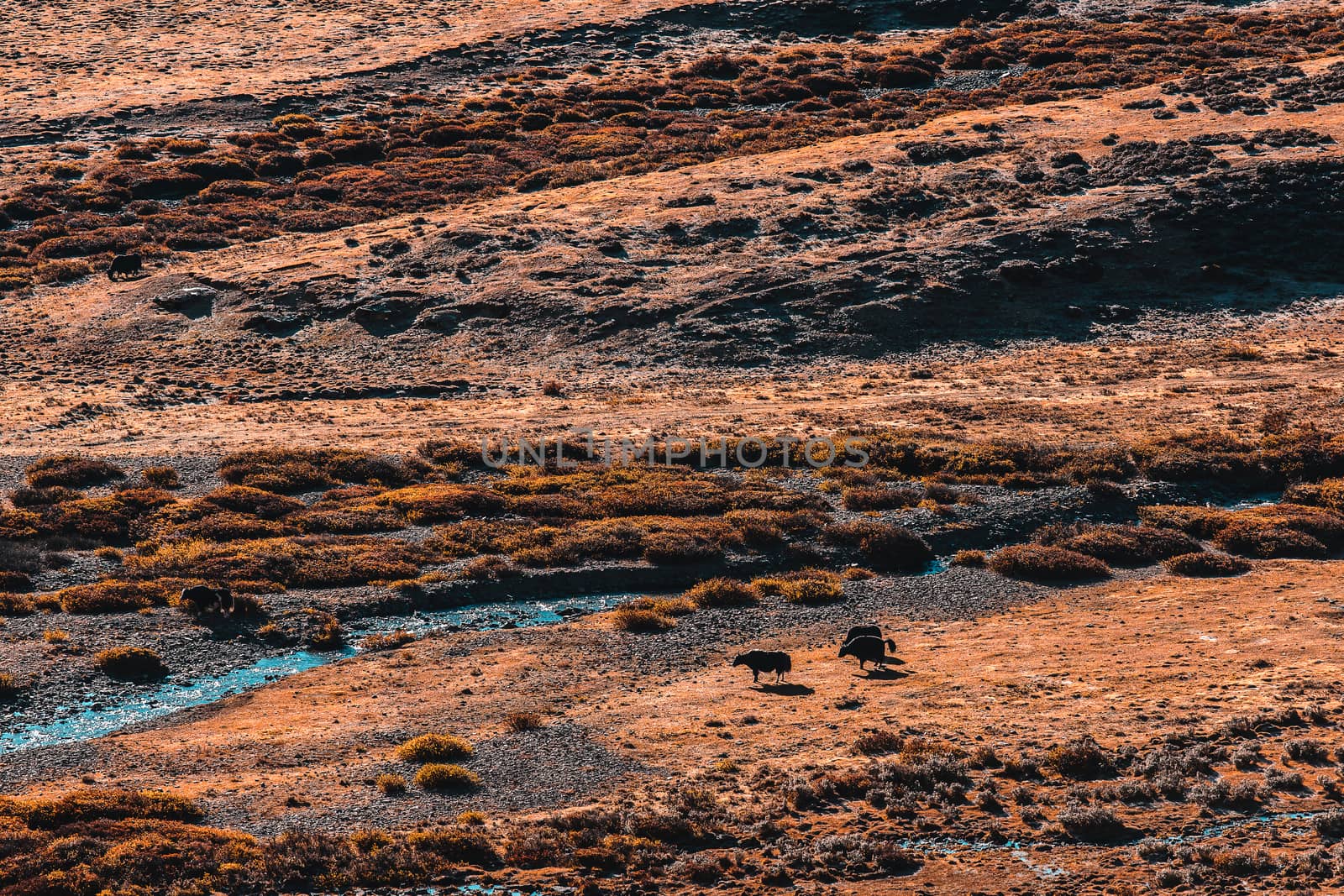 Black yaks graze high in the mountains.