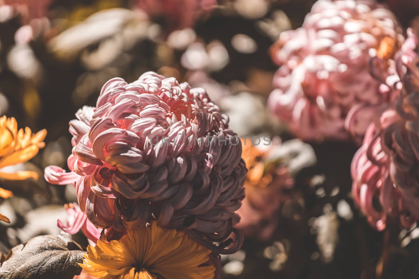 colorful flowers in depth of field by freedomnaruk