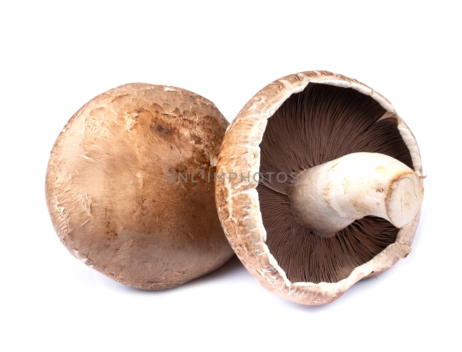 Portobello mushrooms isolated on white background by freedomnaruk