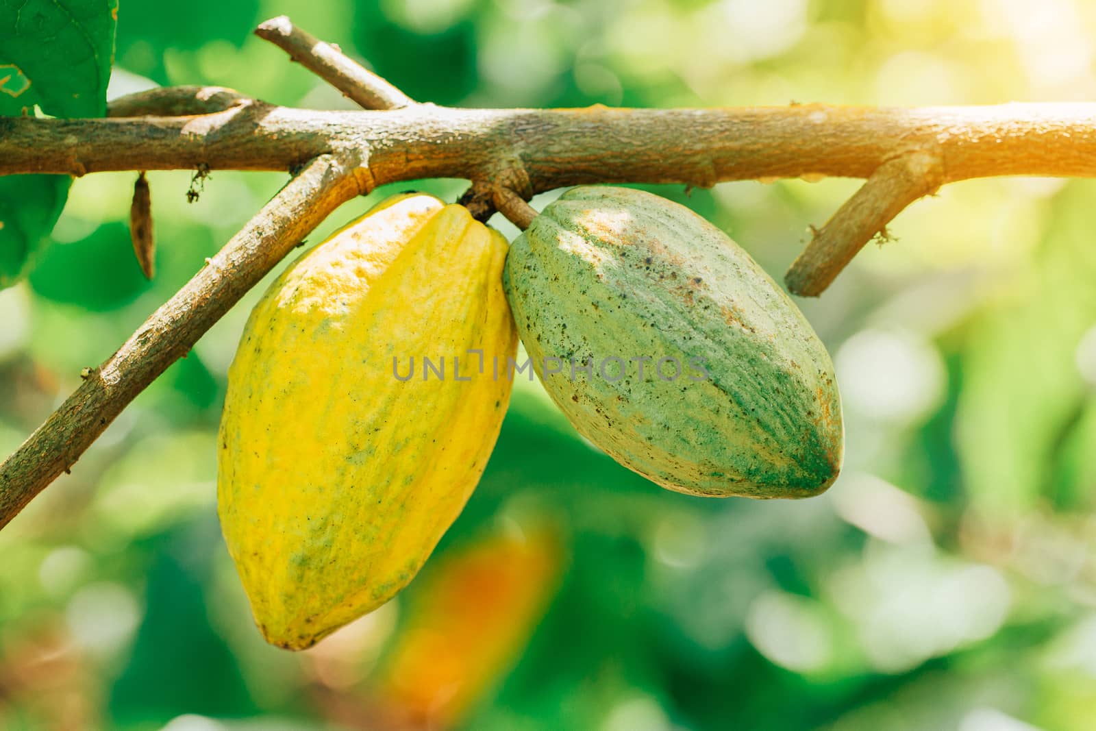 Cacao Tree (Theobroma cacao). Organic cocoa fruit pods in nature by freedomnaruk