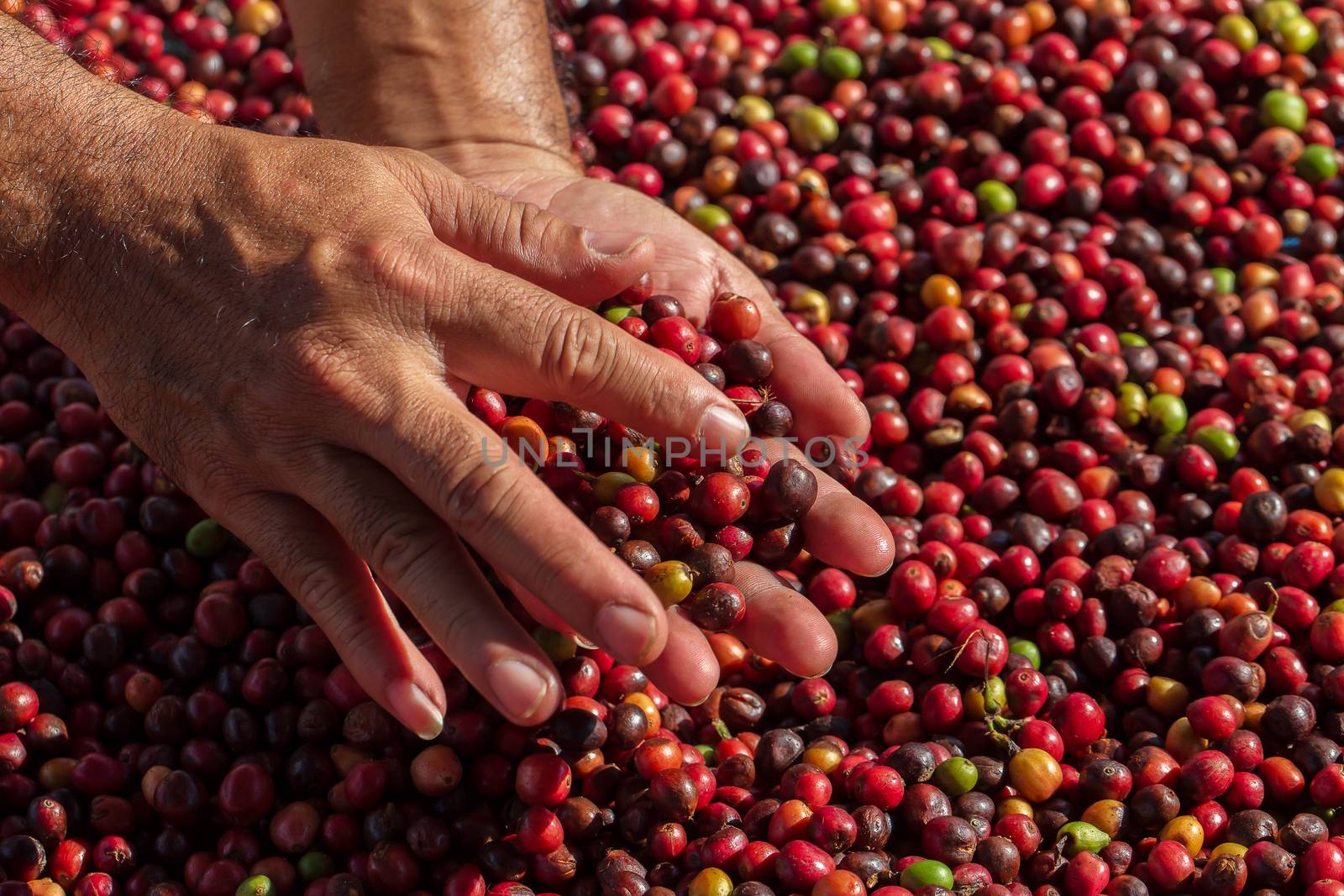Fresh Arabica coffee berries . Organic coffee farm by freedomnaruk