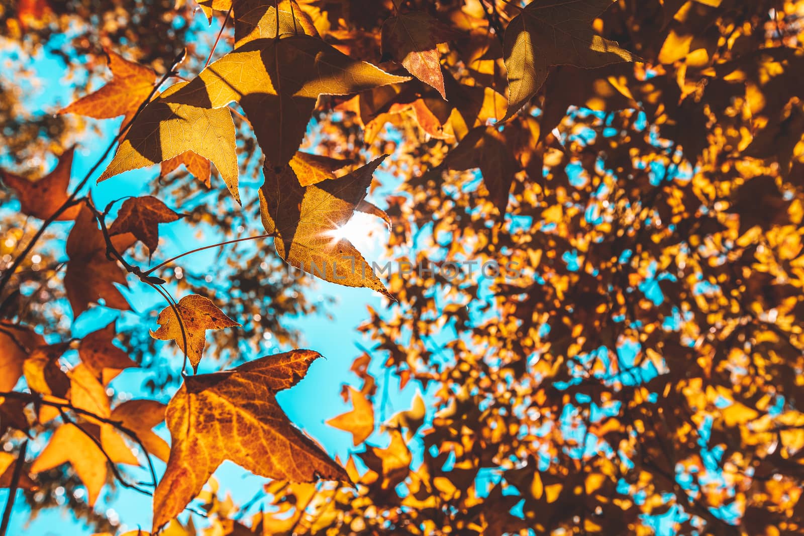 Autumn with its beautiful colorful maple leaves.