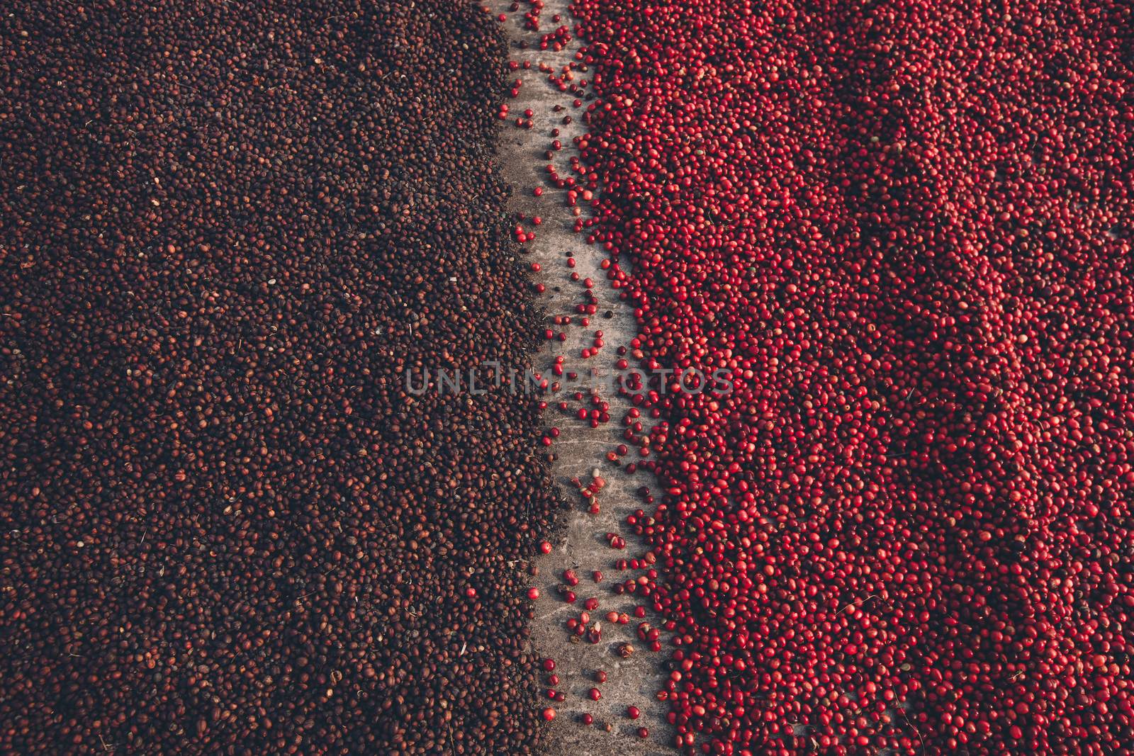 Coffee beans drying in the sun. Coffee plantations at coffee farm