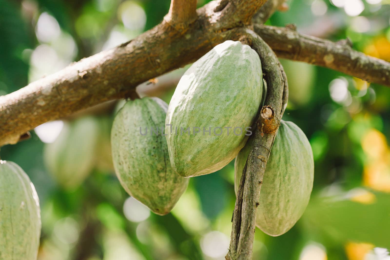 Cacao Tree (Theobroma cacao). Organic cocoa fruit pods in nature by freedomnaruk