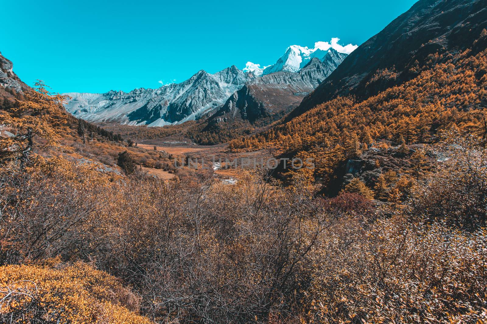 Colorful in autumn forest and snow mountain at Yading nature res by freedomnaruk