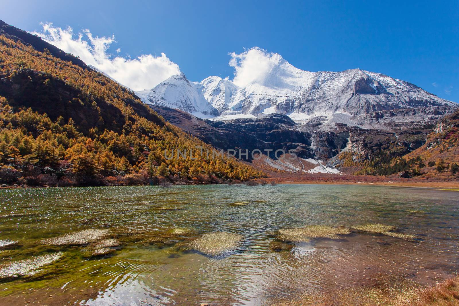 Colorful in autumn forest and snow mountain at Yading nature reserve, The last Shangri la