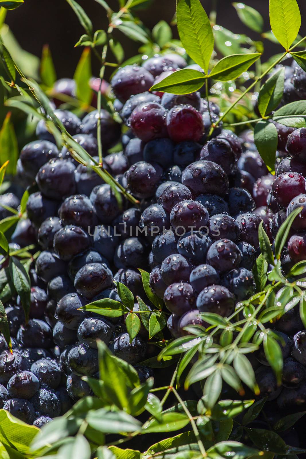 Dark grapes in a basket. Grape harvesting. Red wine grapes