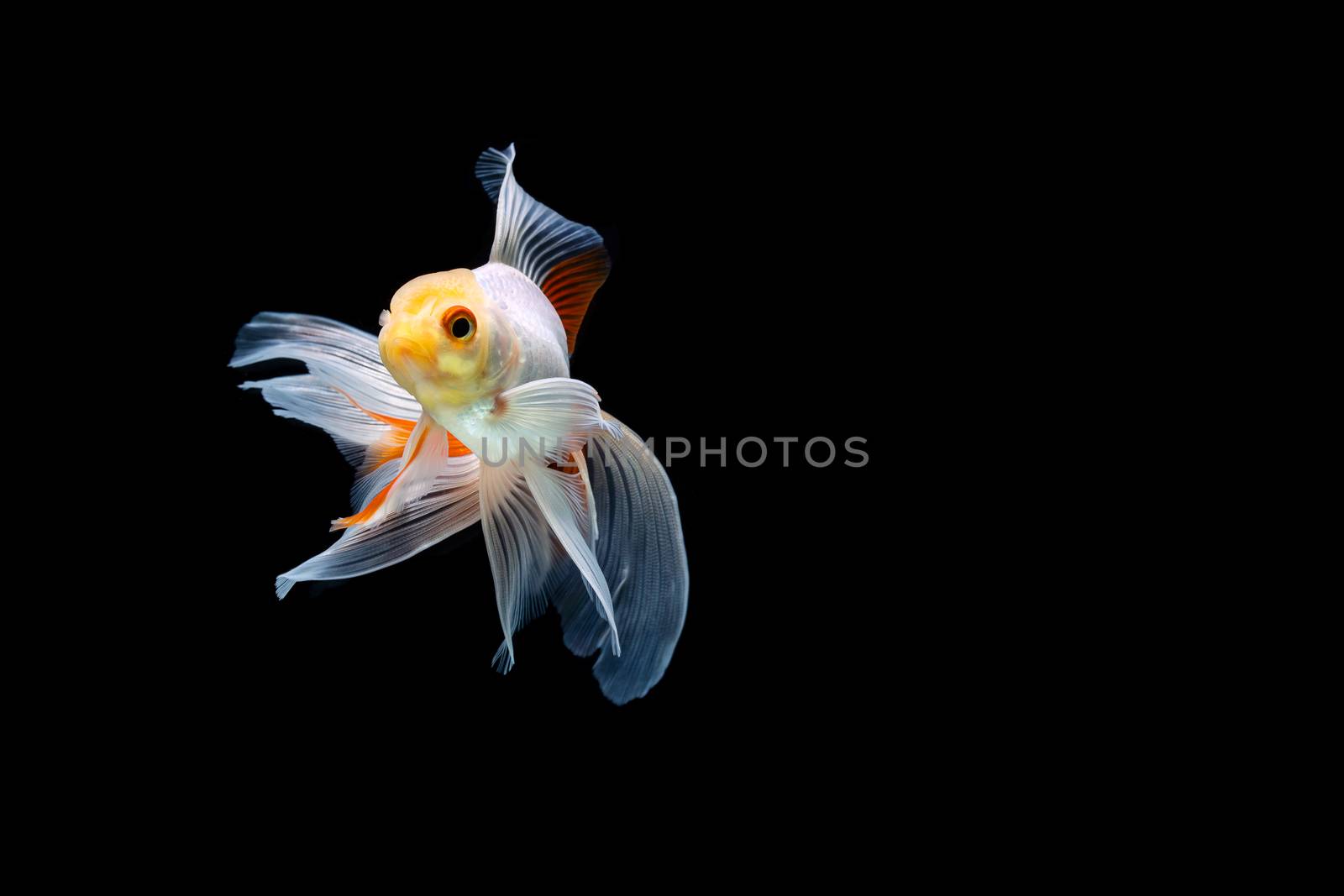 goldfish isolated on a dark black background by freedomnaruk