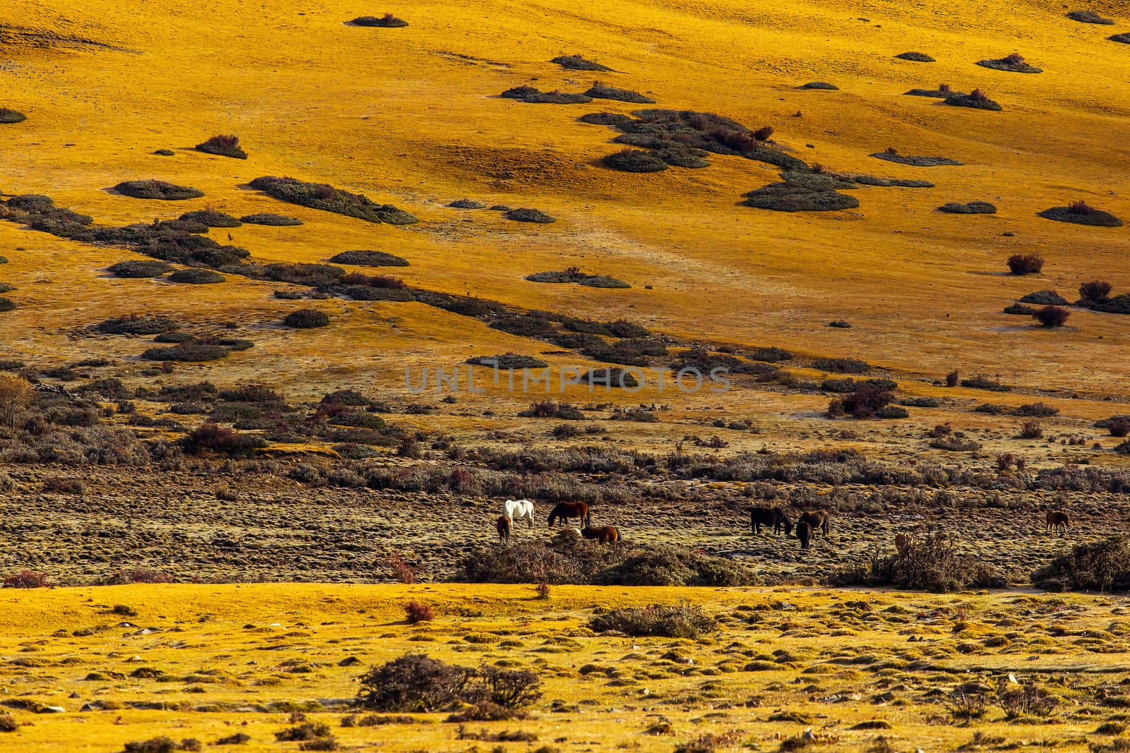 Amazing grass field landscape with spikes at sunset. The light o by freedomnaruk