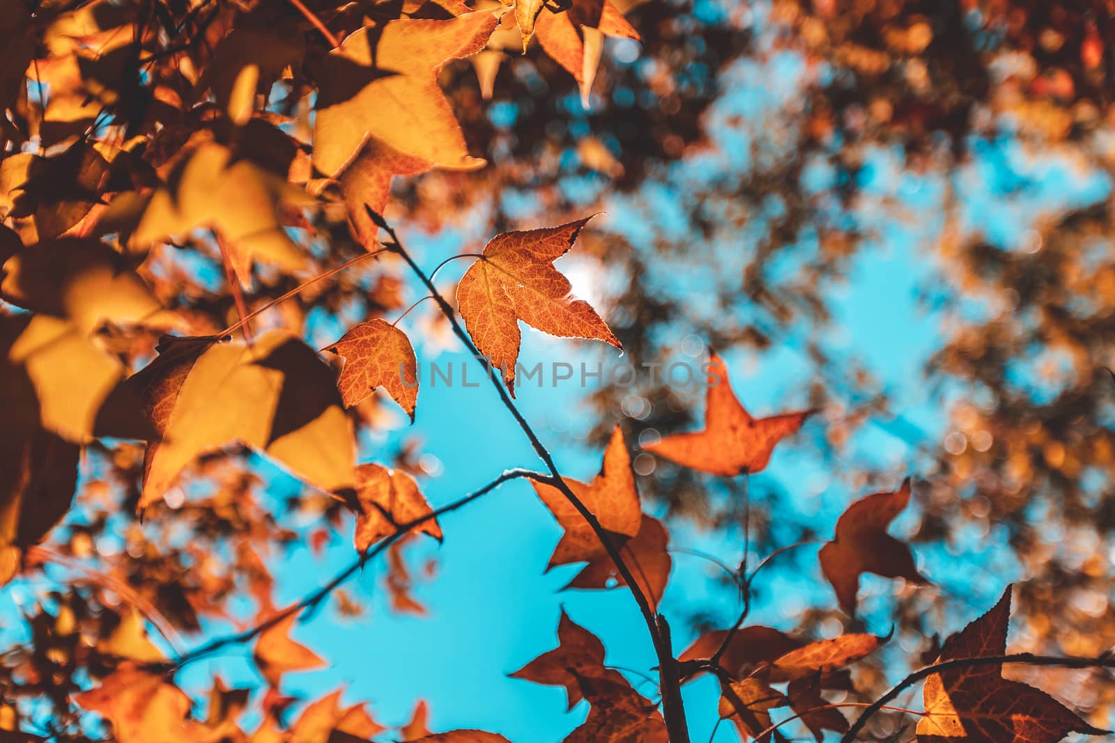 Autumn with its beautiful colorful maple leaves.