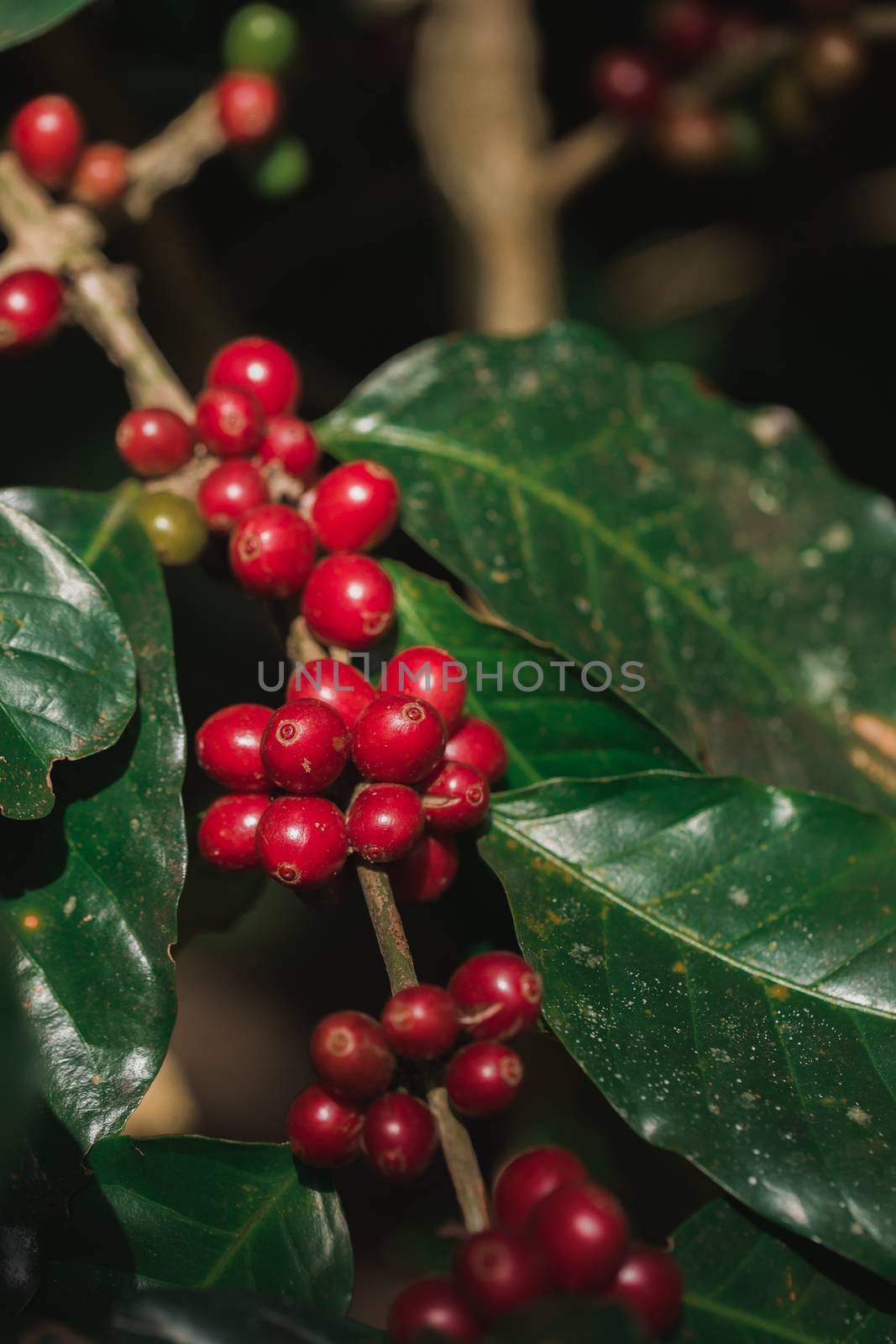 Coffee beans ripening on tree in North of thailand by freedomnaruk