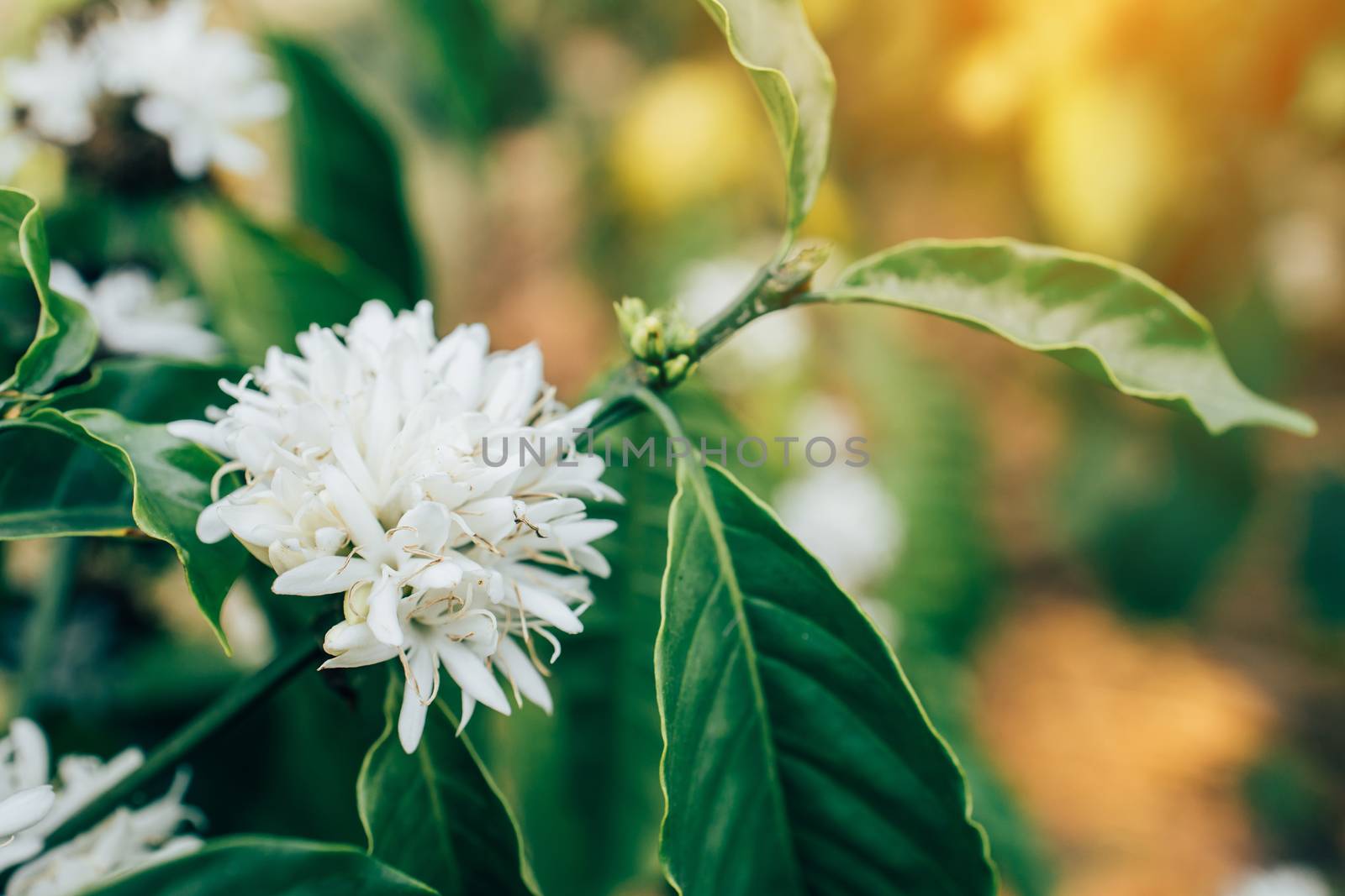 Coffee Flower Blooming On Tree